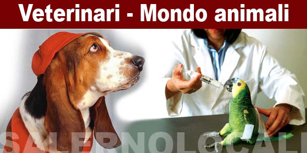 Animali, attrezzature e mangimi